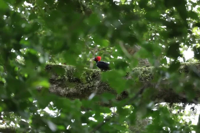 bird_watching_monteverde_costa_Rica