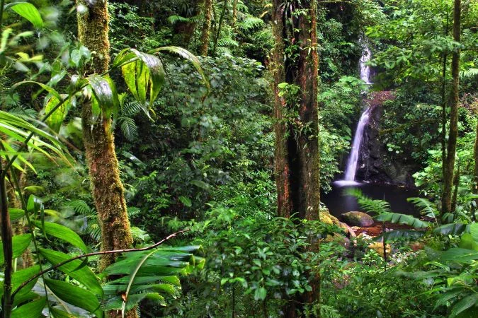 nature_Trails_monteverde_Cloud_forest