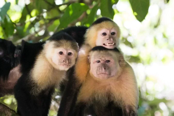 monkey_quest_monteverde_cloud_forest