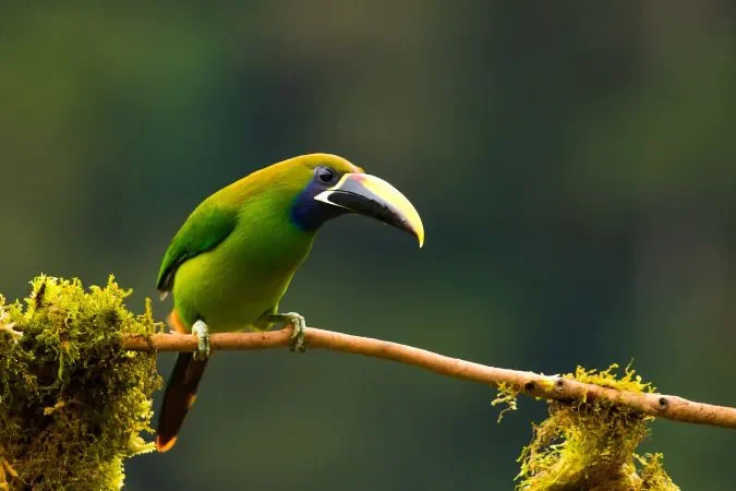 senda_monteverde_wildlife_quest_costa_rica