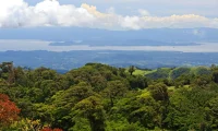 Senda_Monteverde_cloud_forest