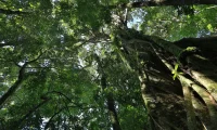 Senda_Monteverde_cloud_forest