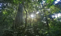 Senda_Monteverde_cloud_forest