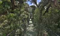 Senda_Monteverde