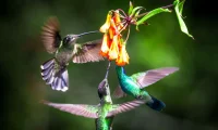 humming_bird_Costa_Rica