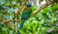 birdwatching_costa_Rica