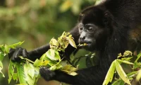 monkey_quest_costa_Rica