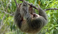 sloth_costa_rica