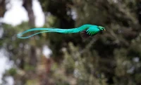 birdwatching_costa_rica