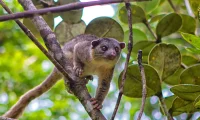 costa_rica_wildlife