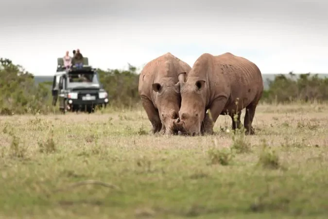 solio_lodge_wildlife_gamedrive