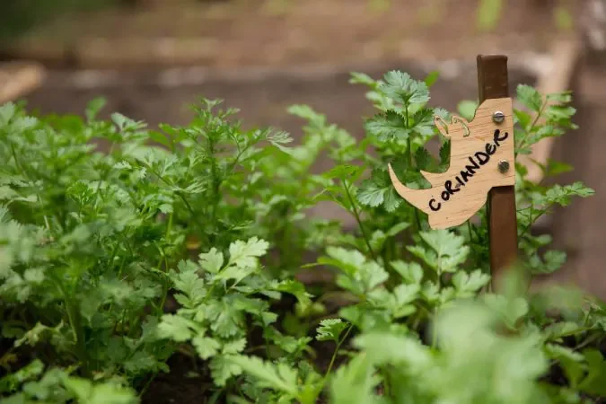 solio_lodge_farm_to_table_experience
