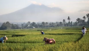 soori_bali