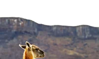 Tierra_Patagonia