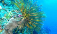 scuba_diving_fiji