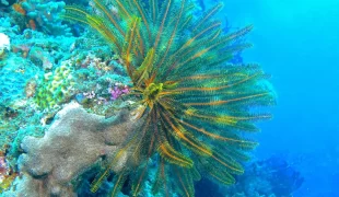 scuba_diving_fiji