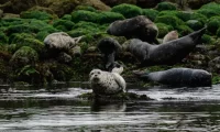 wildlife_vancouver