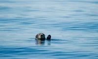 otter
