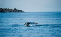 wildlife_vancouver_island