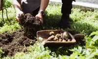 farm_to_table_dining_vancouver