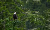 wildlife_vancouver_island