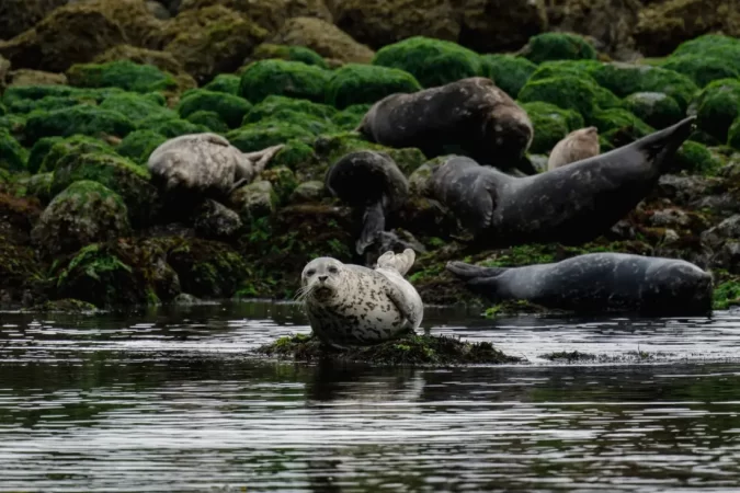 wildlife_canada