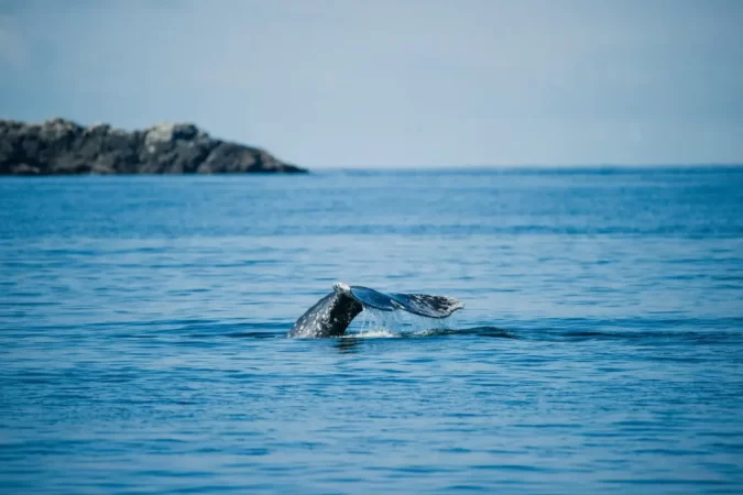 whale_watching_canada