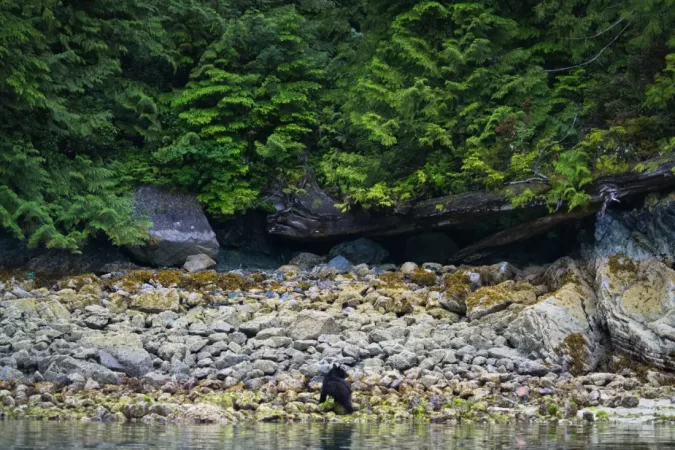 bear_canada