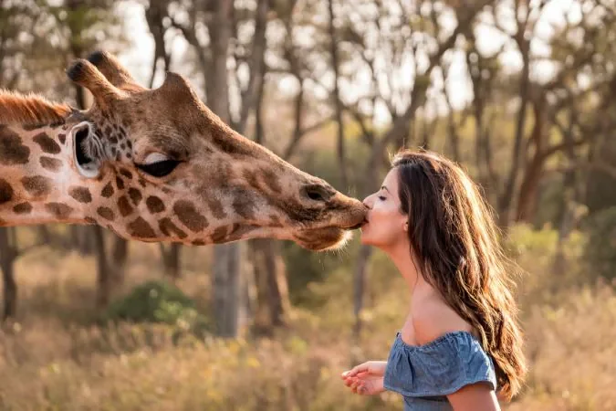 giraffe_manor