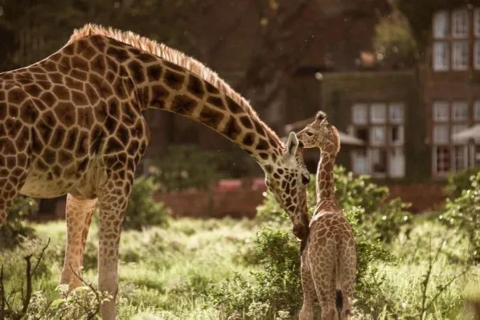 Giraffe_manor