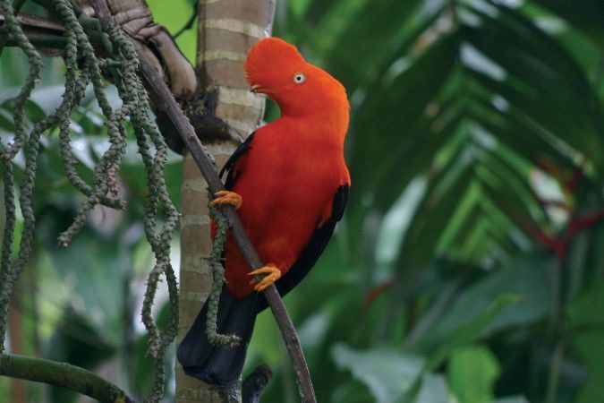 birdwatching_machu_picchu
