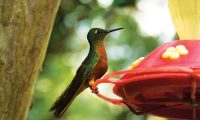 machu_picchu_birdwatching