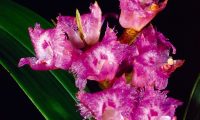 orchids