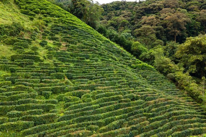 isla_palenque_tea_tour