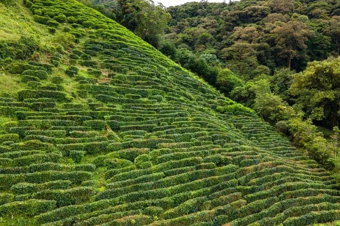 Isla_Palenque_tea_tour