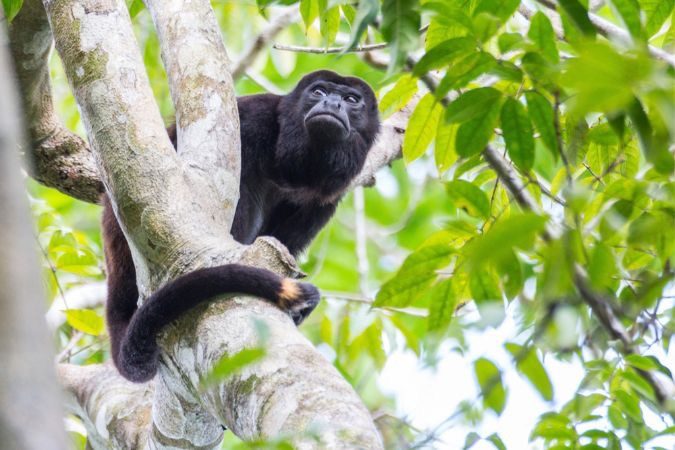 isla_palenque_monkey_quest
