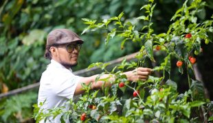 isla_palenque_local_produce