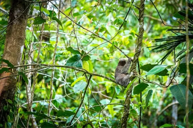 nayara_garden_sloth